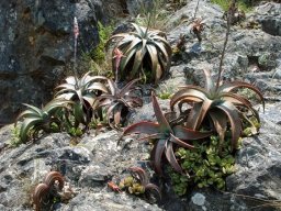 Aloe suprafoliata colonising rock